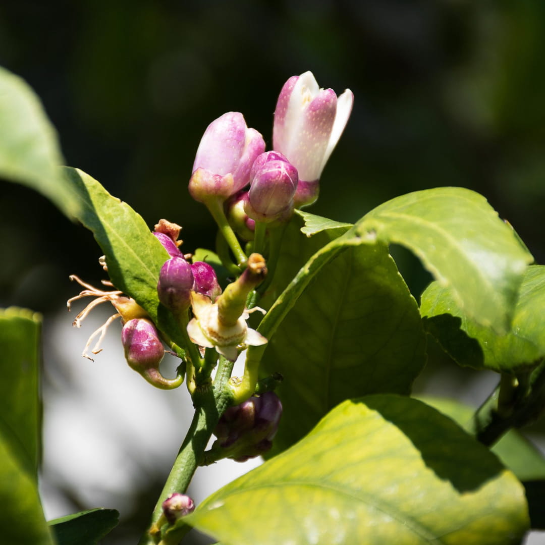 Villa-giardino-rose